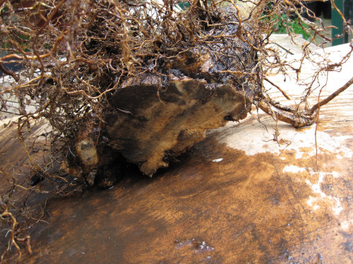 privet bonsai root